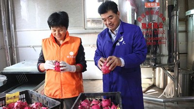 雅大1000斤火龍果酒發(fā)酵中，特邀您體驗后期果酒壓榨、滅菌全過程！