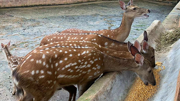 引進生物顆粒釀酒設備，打造新時代下的親子莊園