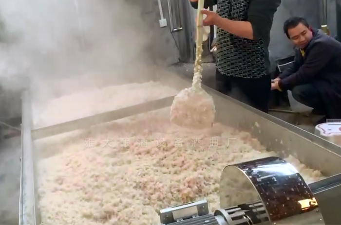 1-12蒸玉米酒的同時，500斤大米也蒸煮