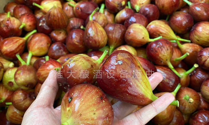 9.16挑選出來的長(zhǎng)相難看的無花果、小果