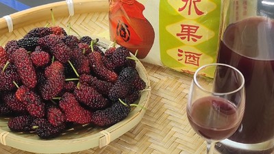 將桑葚釀成酒，雅大大型釀酒設(shè)備廠家助力湖北農(nóng)產(chǎn)品滯銷