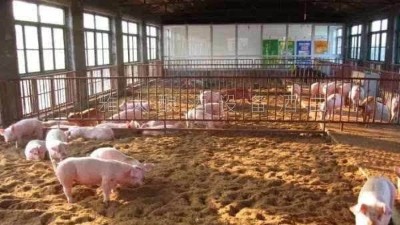 釀白酒設(shè)備釀酒為主，養(yǎng)豬為輔，僅一年時(shí)間，收入百萬