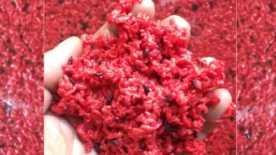 用小型蒸酒設備釀造純手工紅曲酒，紅火迎新年！